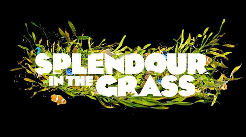 splendour